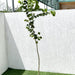 Bauhinia