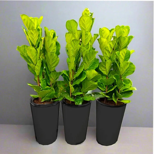 Set Of 3 Ficus Lyrata or Fiddle Leaf Fig in Ceramic Pot 80-100cm