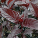 Black varnish Tricolor "Pseuderanthemum" Green souq