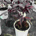 Black varnish Tricolor "Pseuderanthemum" Green souq