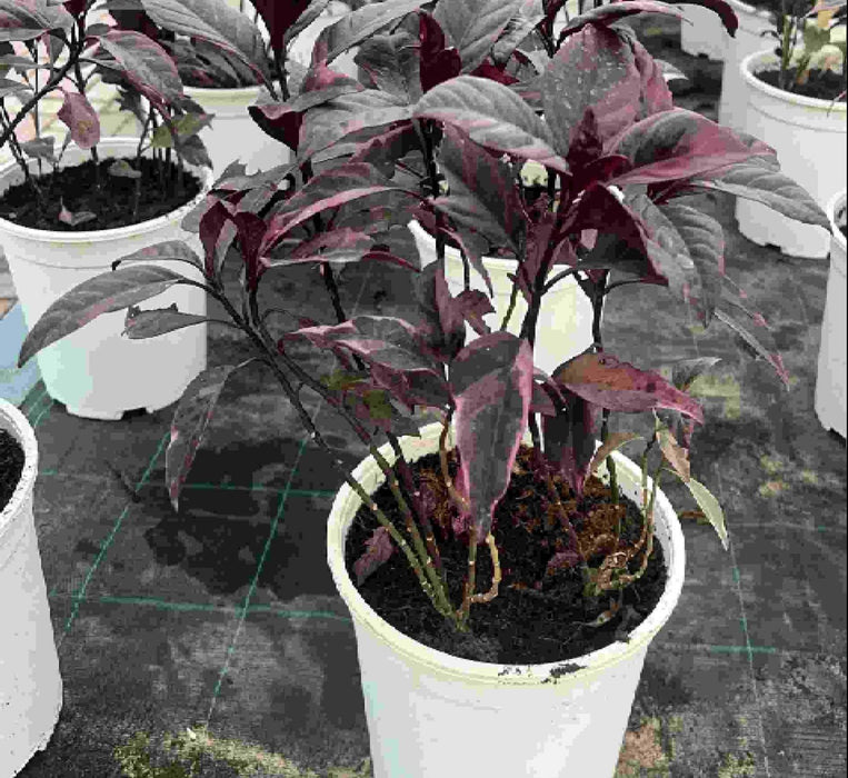 Black varnish Tricolor "Pseuderanthemum" Green souq