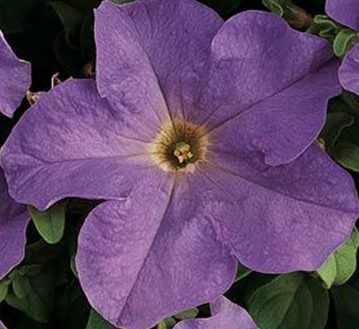 1 Dirham Plant | Seasonal Flowering Plants