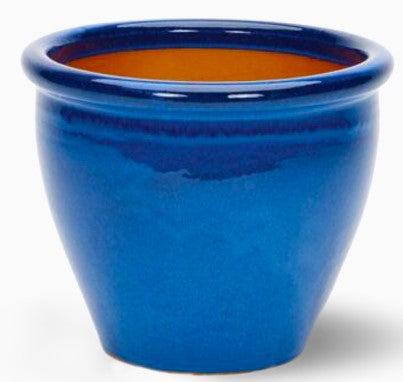 Chinese Guava (Psidium cattleianum)1.5-2.0m