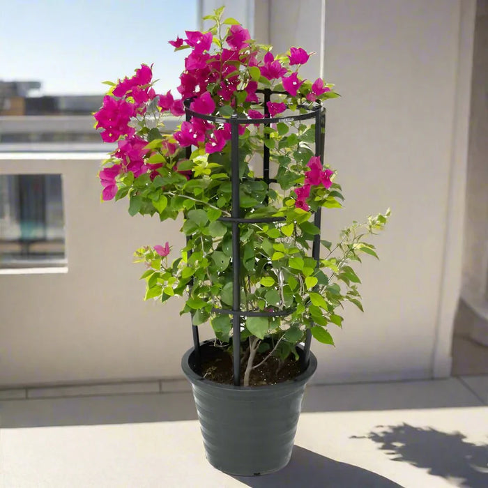 Bougainvillea Spectabilis  “30 to 160cm” Dark Pink