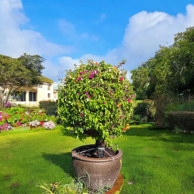 Bougainvillea Pompom – Ball Shape