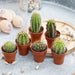 Cactus Mix