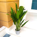 Aspidistras Indoor Plant | Cast Iron Plant 0.8 – 1.0m