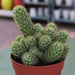 Ornamental Cactus 7 – 15cm