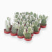 Cactus Opuntia Albata or Bunny Ears 5-8cm