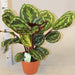 Calathea, Peacock Plant or Zebra Plant نبات زيبر ا