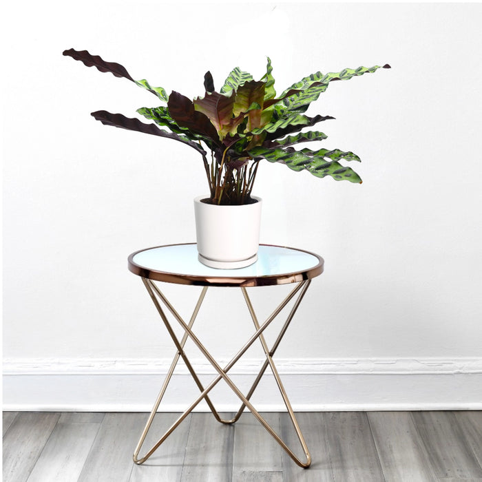 Calathea Lancifolia (Rattlesnake Plant)-30cm
