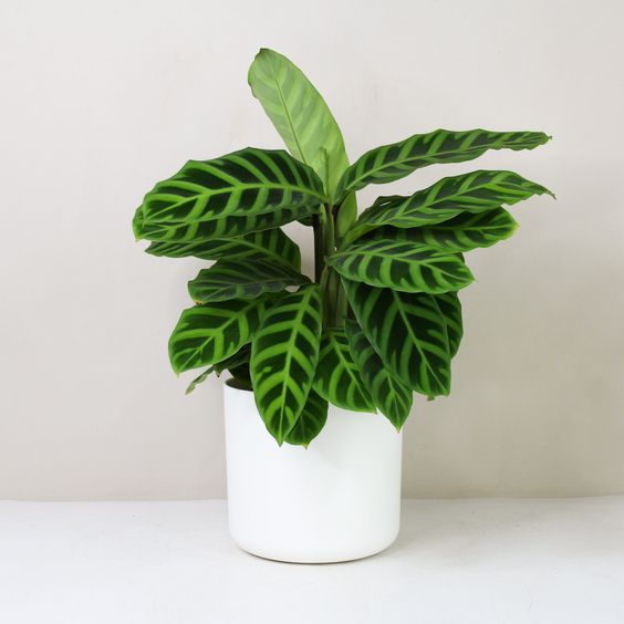 Calathea zebrina "Zebra Plant" 20-25cm