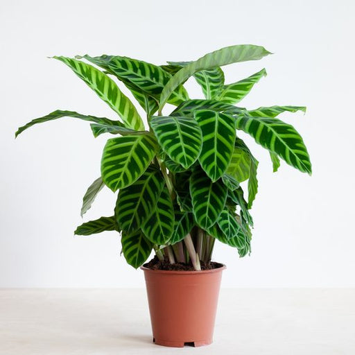 Calathea zebrina new 30-40cm