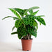 Calathea zebrina new 30-40cm