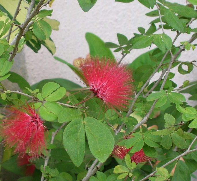 Red Powder Puff "Calliandra Haematocephala Hassk" Green Souq
