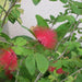 Red Powder Puff "Calliandra Haematocephala Hassk" Green Souq