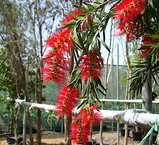 Callistemon viminalis Greensouq