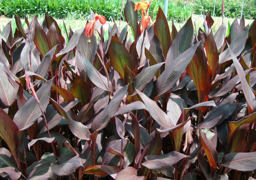 Canna Indica 'Purpurea' 30 - 50cm Overall Height