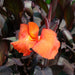 Canna indica 'Purpurea'
