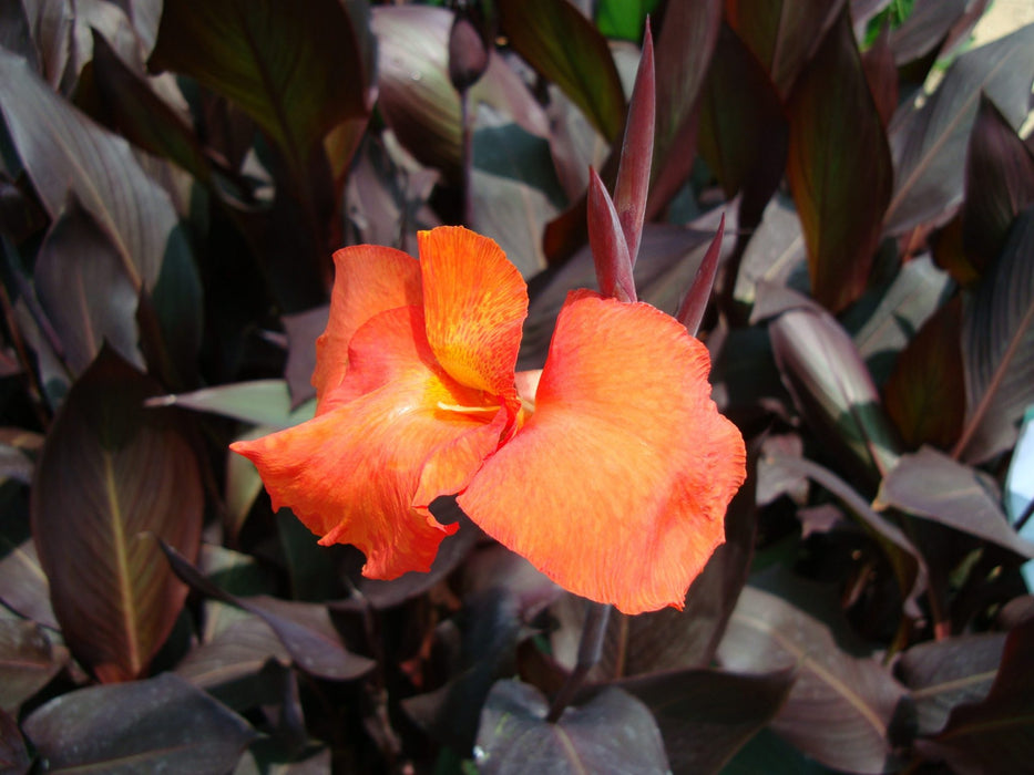 Canna indica 'Purpurea'