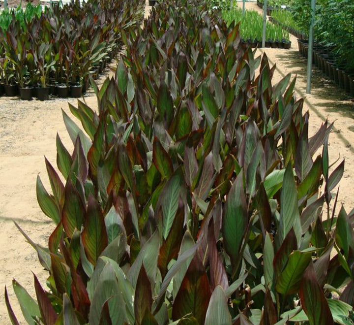 Canna Indica 'Purpurea' 30 - 50cm Overall Height