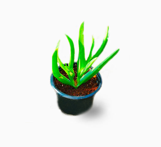 Carpobrotus edulis or Ice Plant 10 -15cm
