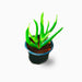 Carpobrotus edulis or Ice Plant 10 -15cm