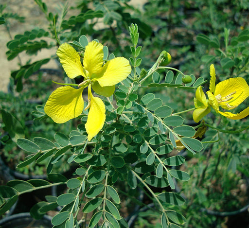 Cassia bicapsularis “Butterfly bush”