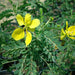 Cassia bicapsularis “Butterfly bush”