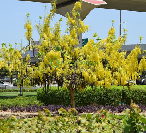 Cassia fistula (Golden Shower Tree)