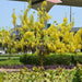 Cassia fistula (Golden Shower Tree)