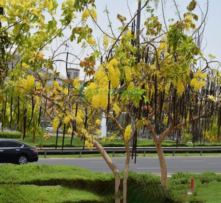 Cassia fistula (Golden Shower Tree)