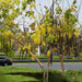Cassia fistula (Golden Shower Tree)