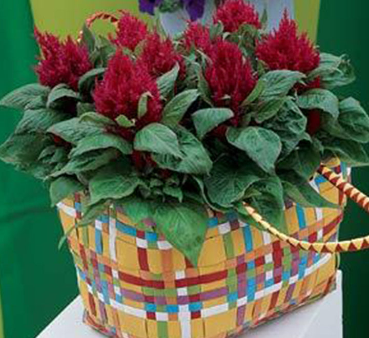 Celosia Plumosa Or Silver Cock's comb