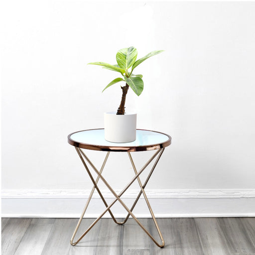 Ficus Variegated