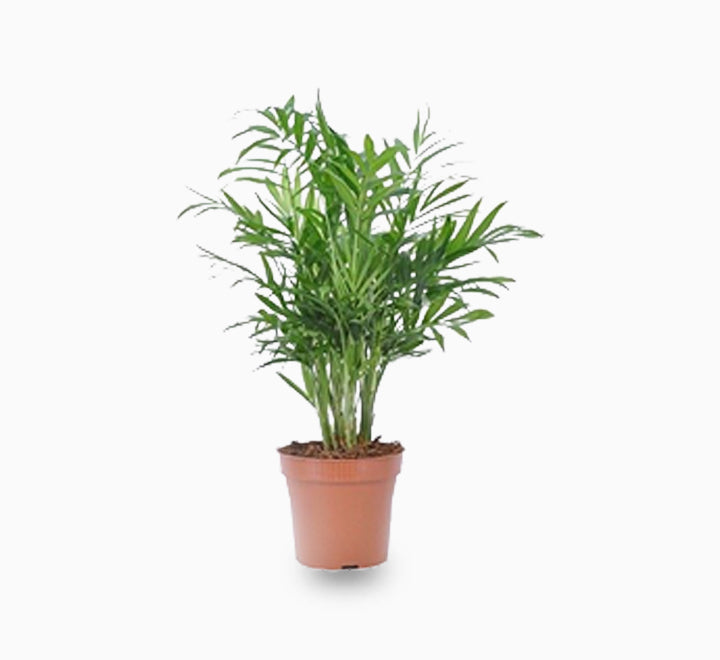 Chamaedorea elegans, Parlour Palm or Bamboo Palm