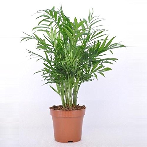 Chamaedorea elegans (Parlour Palm) buy online in UAE | Green Souq
