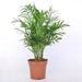 Chamaedorea elegans (Parlour Palm) buy online in UAE | Green Souq