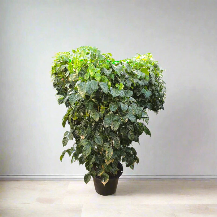 China Doll Plant