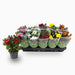 Chrysanthemum assorted 20 – 25cm