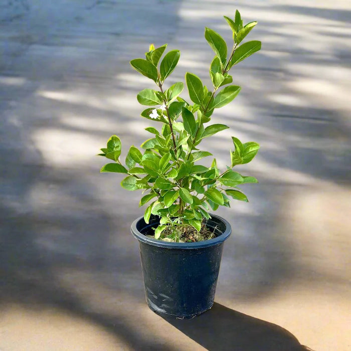 Clerodendrum inerme (Wild Jasmine)