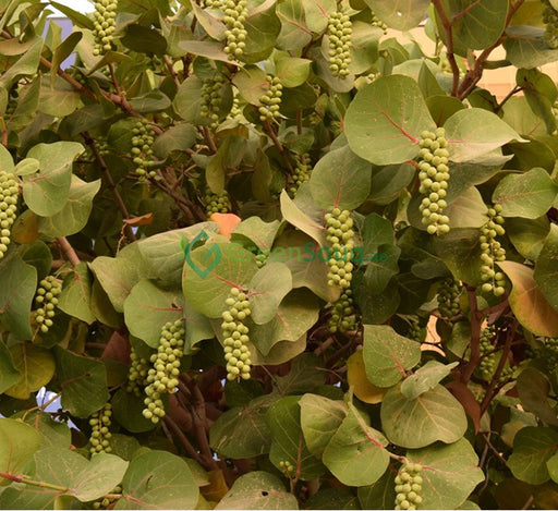 Coccoloba uvifera or Sea Grape 1.0 – 1.5m