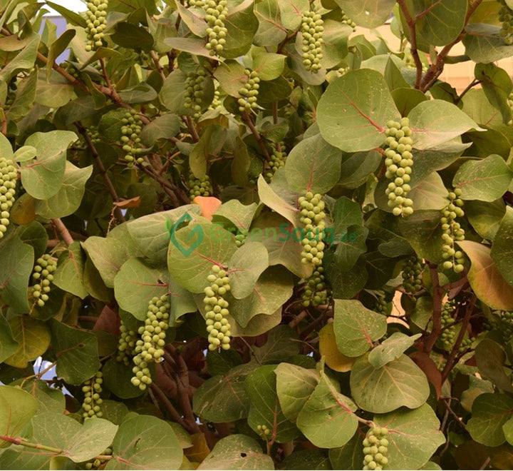 Coccoloba uvifera or Sea Grape 1.0 – 1.5m