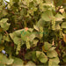 Coccoloba uvifera or Sea Grape 1.0 – 1.5m