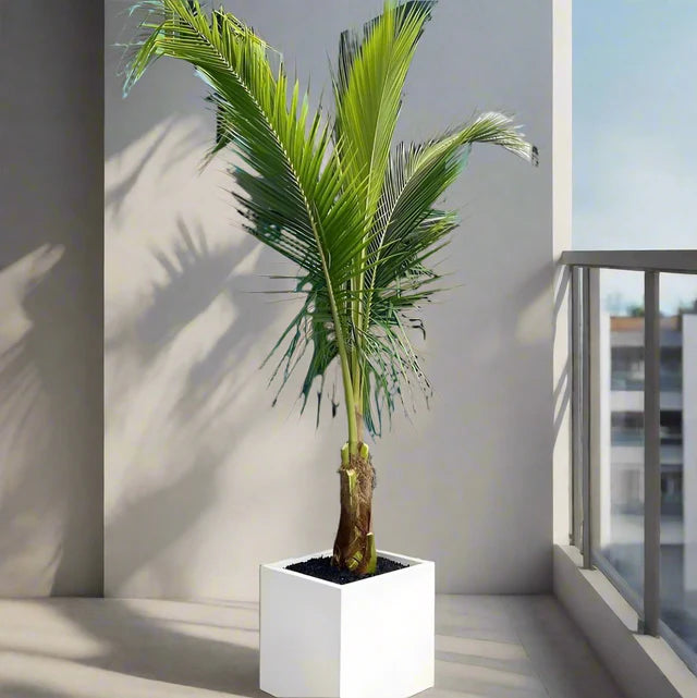 Cocos Nucifera "Coconut Palm" نخلة جوز الهند
