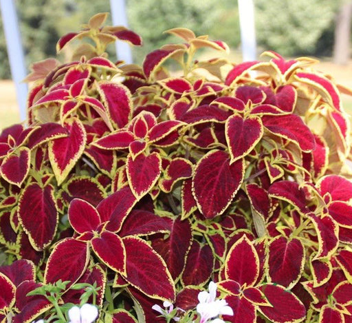 Coleus mix