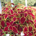 Coleus mix