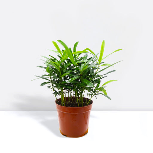 Conocarpus