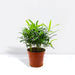 Conocarpus