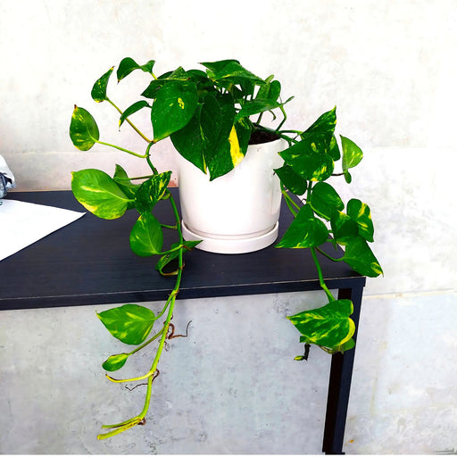 variegated hanging money plant